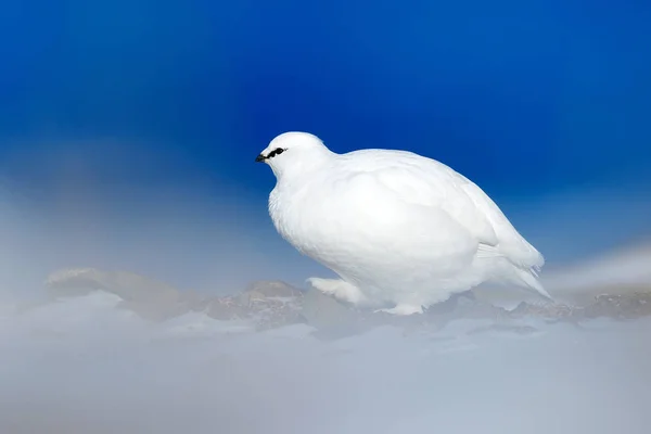 Rock Ptarmigan witte vogel — Stockfoto