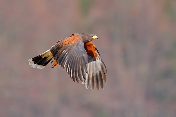 Vilda djur scen med hawk — Stockfoto