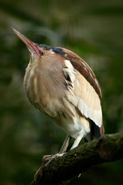 Little Bittern sitting on the branch — Stock Photo, Image