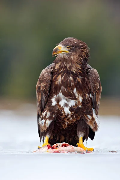 White-taliled Eagle with catch fish — Stock Photo, Image