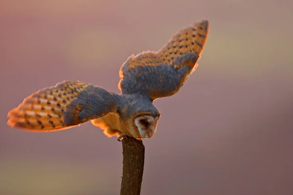 Beautiful owl in nature habitat — Stock Photo, Image
