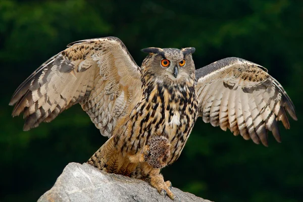 Beautiful owl in nature habitat — Stock Photo, Image