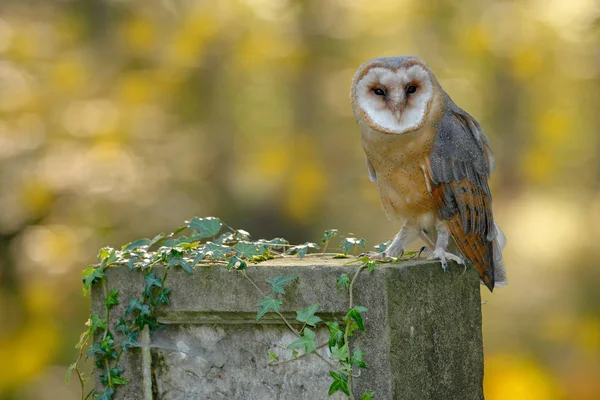 Prachtige uil in natuur habitat — Stockfoto