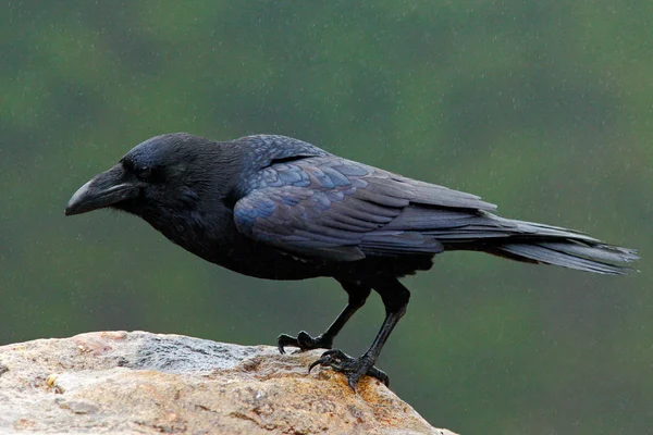 Cuervo pájaro negro —  Fotos de Stock