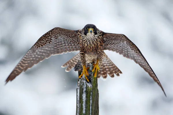 Caza Pájaro halcón peregrino — Foto de Stock