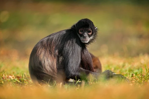 Wręczył Black Spider Monkey siedzi na drzewie — Zdjęcie stockowe