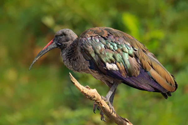 Hadada Ibis птица с длинным клювом — стоковое фото