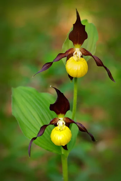 Flor de orquídea salvaje —  Fotos de Stock