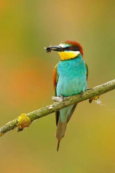 European Bee-eater sitting on the branch — Stock Photo, Image