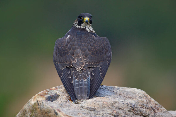 Hunting Peregrine Falcon bird