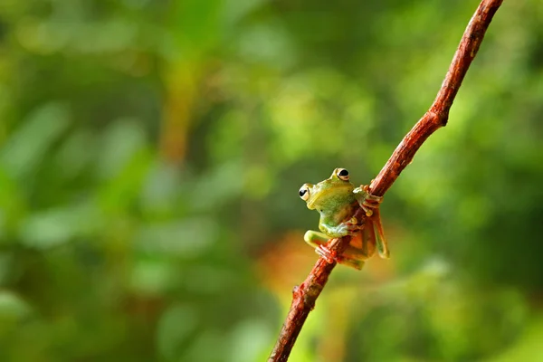 Frog sitting on the branch — Stock Photo, Image