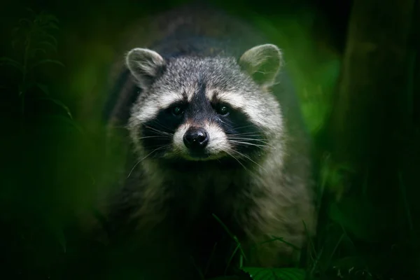 Raccoon walking in National Park — Stock Photo, Image