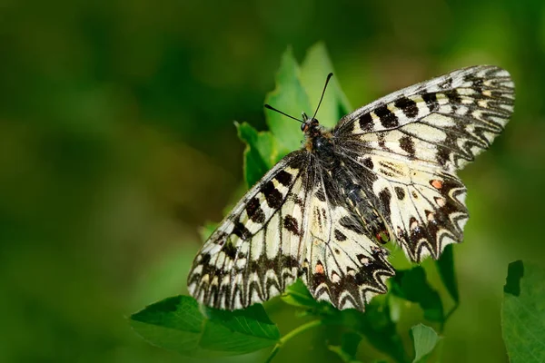 Güzel kelebek Güney aynayı Fisto — Stok fotoğraf