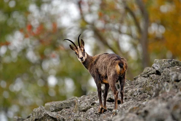 Chamois dans la colline de pierre — Photo