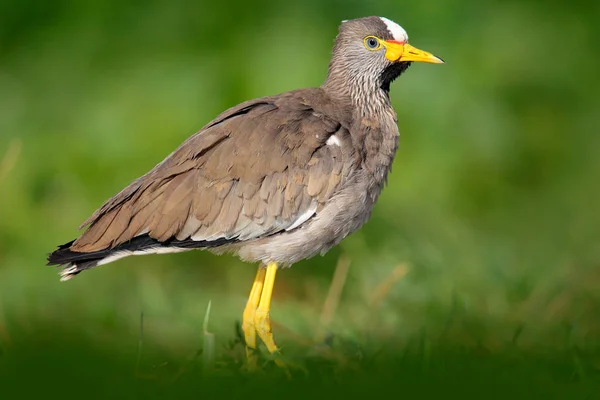 African bird Wattled Lapwing — Stock Photo, Image