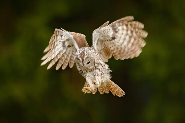 Prachtige uil in natuur habitat — Stockfoto