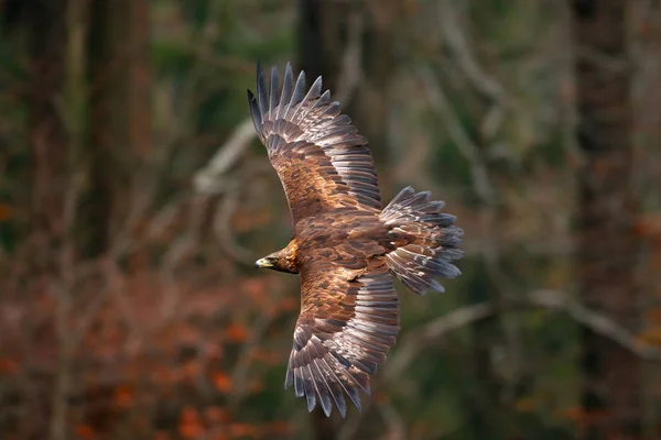 Ave-águia voando no deserto — Fotografia de Stock