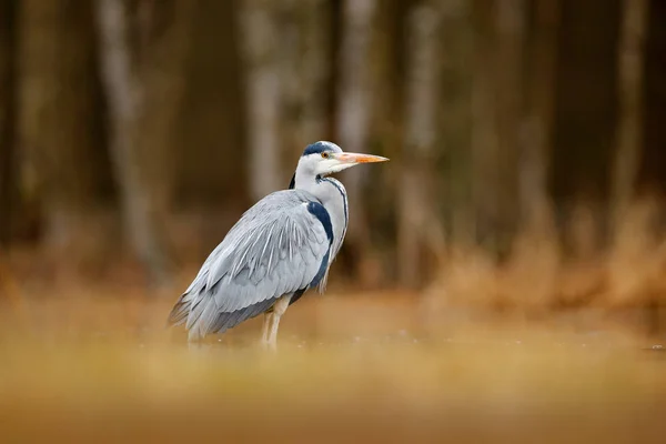 Graureiher in der Wildnis — Stockfoto