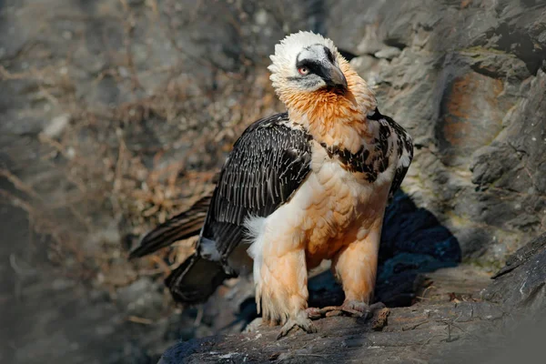 Fauna Selvatica Avvoltoio scena nella natura selvaggia — Foto Stock