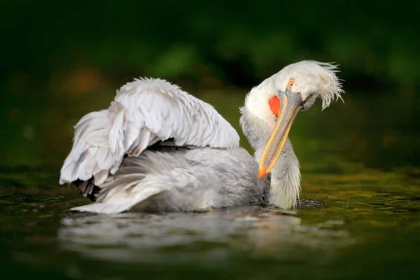 Белый пеликан в реке — стоковое фото