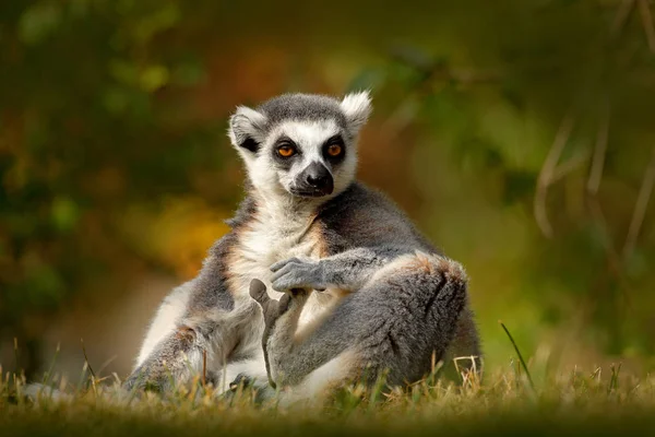 Lemur Kata v lese — Stock fotografie