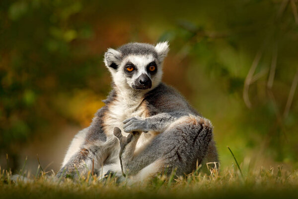 Ring-tailed Lemur in the forest 