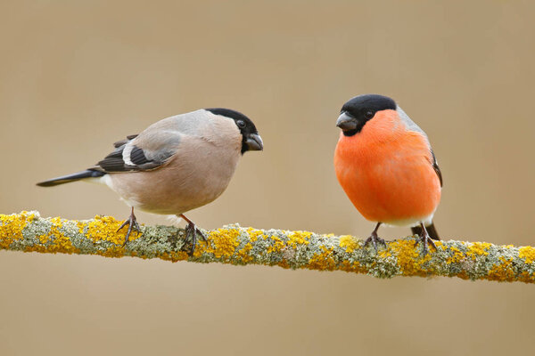 Bullfinches sitting on yellow lichen branch