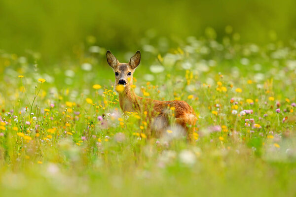 Roe deer chewing green leaves