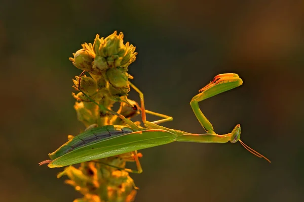 Mantis on flower in evening sun — Stock Photo, Image