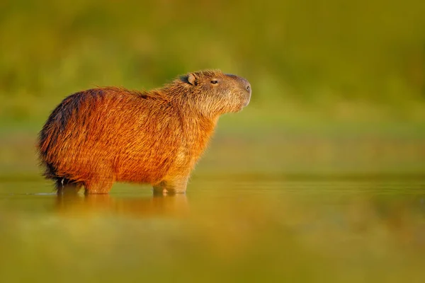 Kapybara i vattnet med kvällsljus — Stockfoto