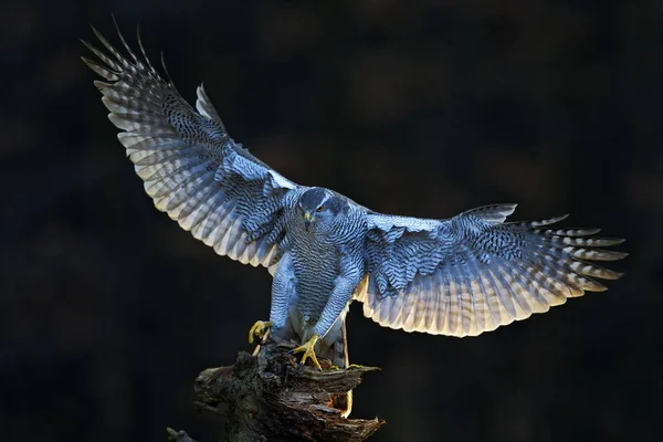 Yaban hayatı hayvan sahne çakır kuşu — Stok fotoğraf
