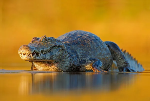 Kaaiman Krokodil in het oppervlak van de rivier — Stockfoto