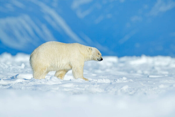 Polar bear walking on the ice