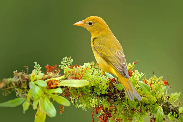 Žena oranžový pták Flame barevné Tanager — Stock fotografie