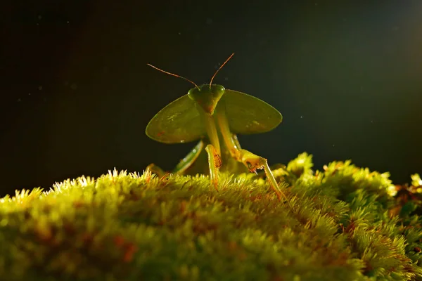 Комаха Mantid лист від Коста-Ріки — стокове фото