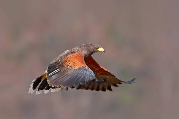 Wildlife animal scene with hawk