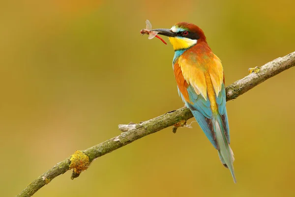 European Bee-eater sitting on the branch — Stock Photo, Image