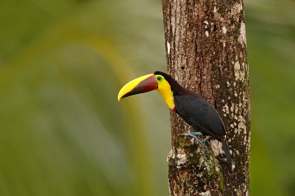 Тукан сидить на гілці в тропічному дощі — стокове фото