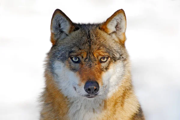 Grijze wolf in winter forest — Stockfoto