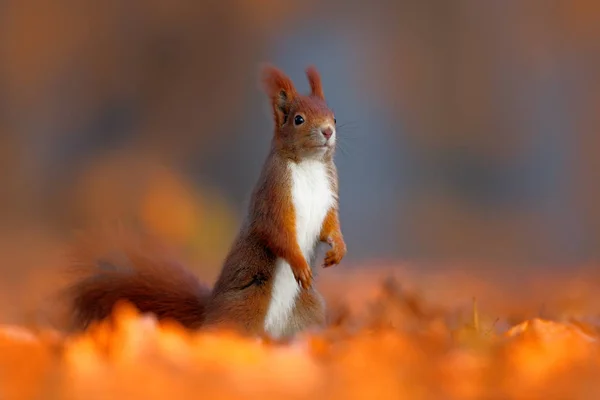 Esquilo bonito com orelhas de pontas longas — Fotografia de Stock