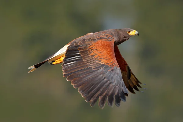 Scena di animali selvatici con falco — Foto Stock