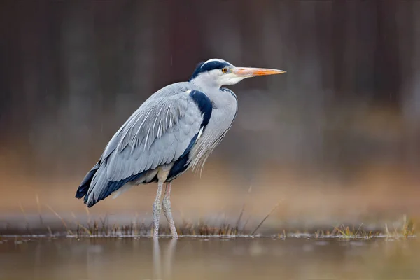 Pássaro-garça-cinzento na natureza selvagem — Fotografia de Stock