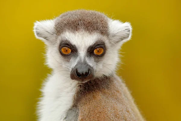 Ogoniasty Lemur w lesie — Zdjęcie stockowe
