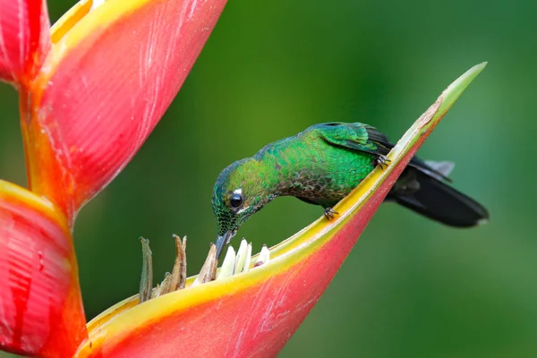 Kolibřík s tropický květ — Stock fotografie