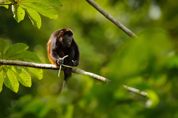 Scimmia nera nell'habitat naturale — Foto Stock