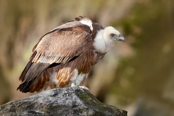 Wildlife Vulture scene in wild nature — Stock Photo, Image