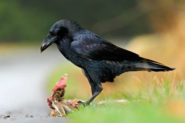 Corvo di uccello nero — Foto Stock