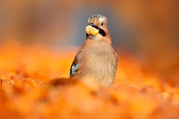 Sójka zwyczajna ptaków w lesie — Zdjęcie stockowe