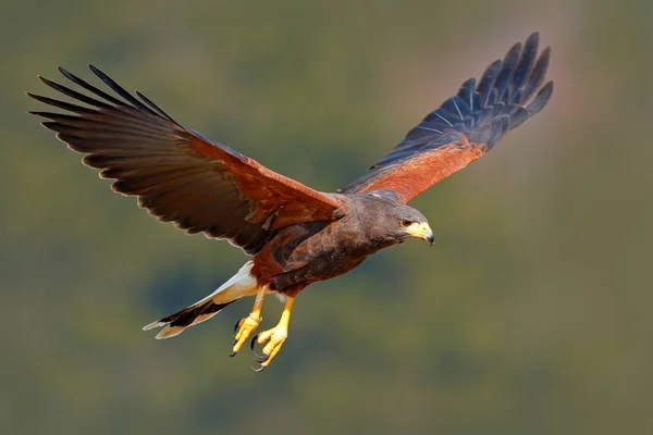 Wild dier scène met hawk — Stockfoto