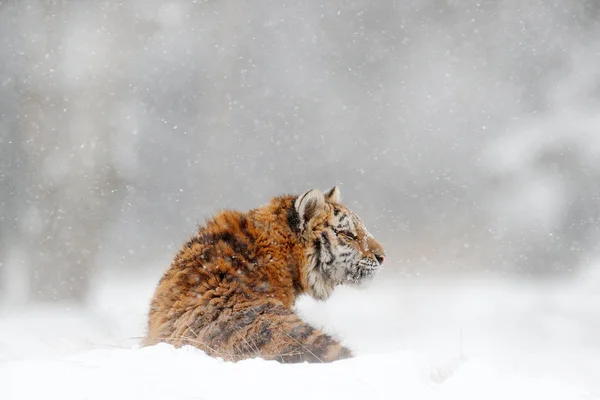 Tiger i vild vinternatur - Stock-foto